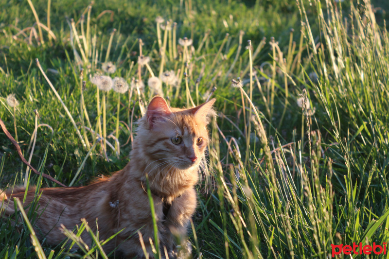Tekir Kedi, Kedi  Minik Shiro fotoğrafı
