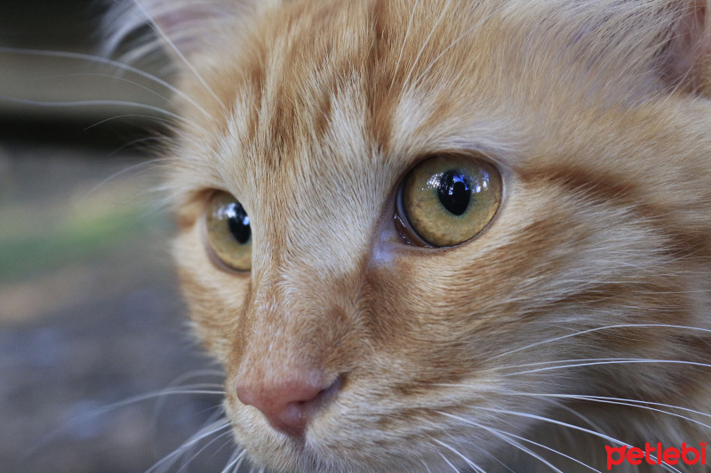 Tekir Kedi, Kedi  Minik Shiro fotoğrafı
