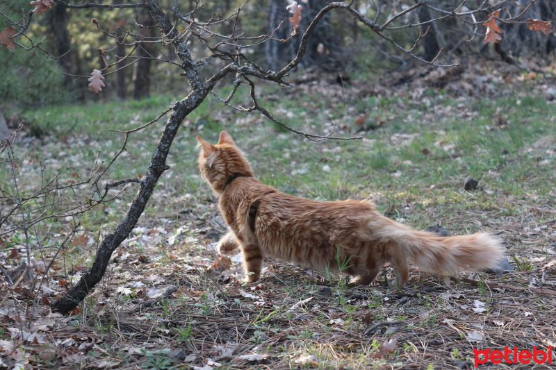 Tekir Kedi, Kedi  Minik Shiro fotoğrafı