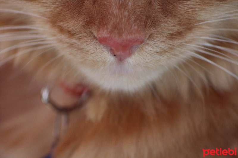 Tekir Kedi, Kedi  Minik Shiro fotoğrafı