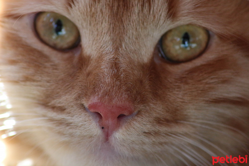 Tekir Kedi, Kedi  Minik Shiro fotoğrafı