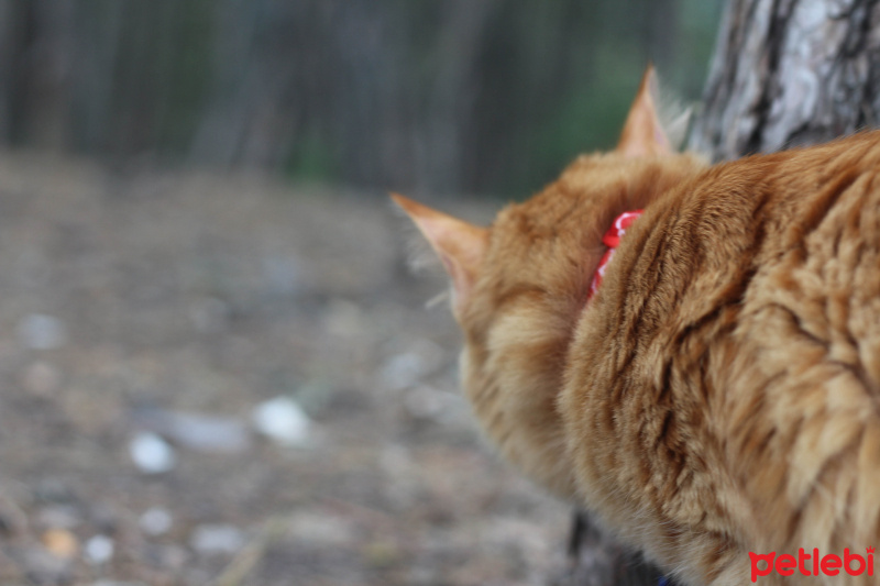 Tekir Kedi, Kedi  Minik Shiro fotoğrafı