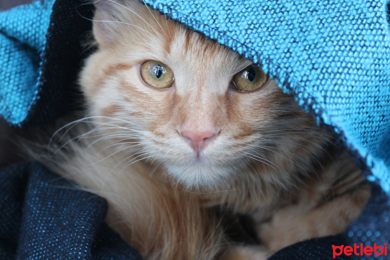 Tekir Kedi, Kedi  Minik Shiro fotoğrafı