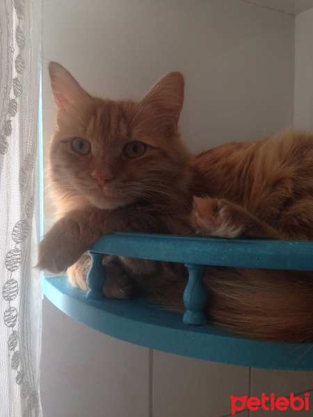 Tekir Kedi, Kedi  Minik Shiro fotoğrafı
