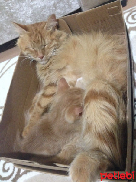 Tekir Kedi, Kedi  Minik Shiro fotoğrafı
