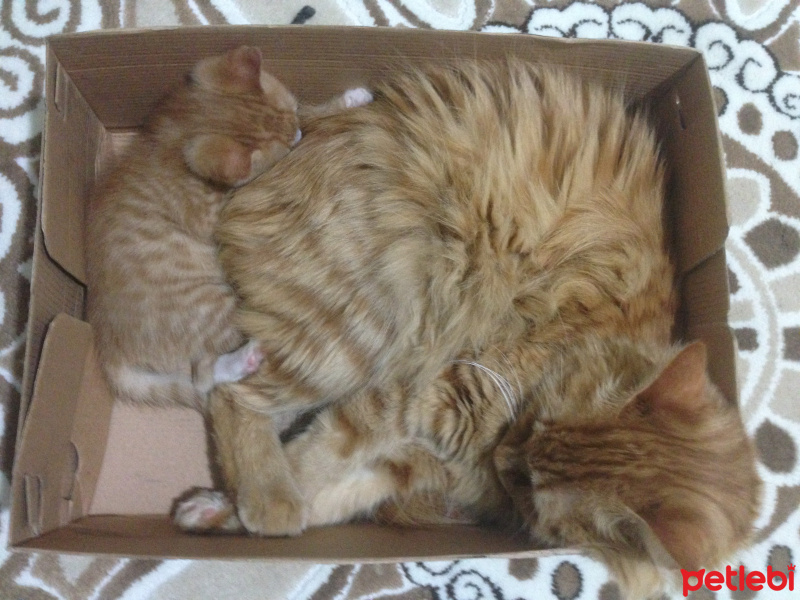 Tekir Kedi, Kedi  Minik Shiro fotoğrafı