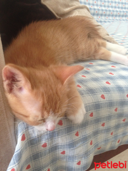 Tekir Kedi, Kedi  Minik Shiro fotoğrafı