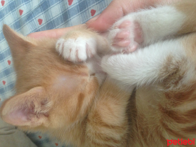 Tekir Kedi, Kedi  Minik Shiro fotoğrafı