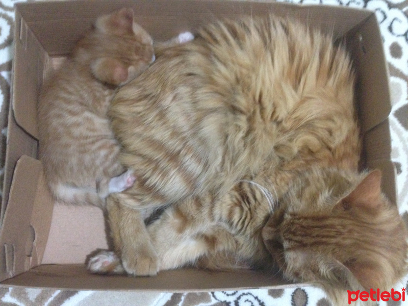 Tekir Kedi, Kedi  Minik Shiro fotoğrafı