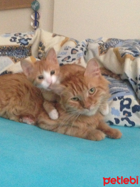 Tekir Kedi, Kedi  Minik Shiro fotoğrafı
