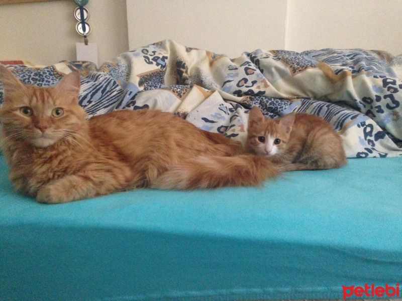 Tekir Kedi, Kedi  Minik Shiro fotoğrafı