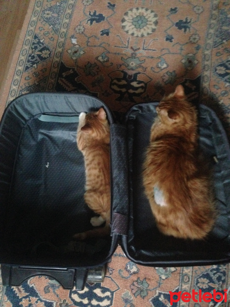 Tekir Kedi, Kedi  Minik Shiro fotoğrafı