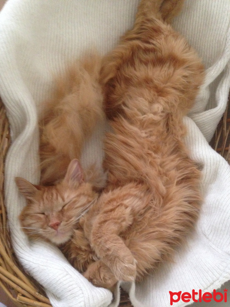 Tekir Kedi, Kedi  Minik Shiro fotoğrafı