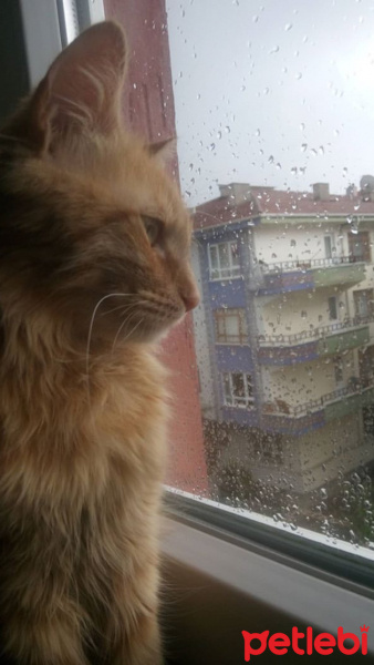 Tekir Kedi, Kedi  Minik Shiro fotoğrafı