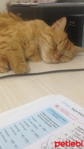 Tekir Kedi, Kedi  Minik Shiro fotoğrafı