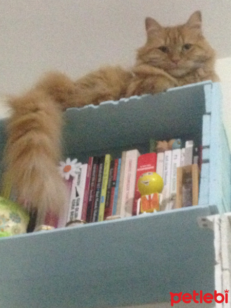 Tekir Kedi, Kedi  Minik Shiro fotoğrafı