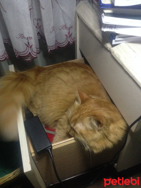 Tekir Kedi, Kedi  Minik Shiro fotoğrafı