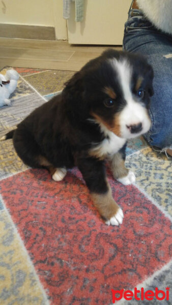 Bernese Dağ Köpeği, Köpek  Norwin the Lightbringer fotoğrafı