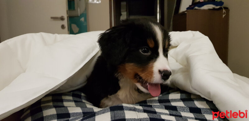 Bernese Dağ Köpeği, Köpek  Norwin the Lightbringer fotoğrafı