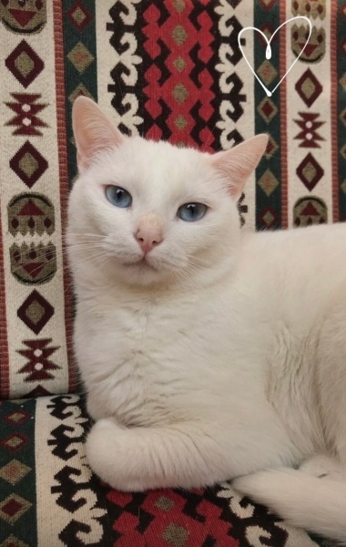 Van Kedisi, Kedi  Hera fotoğrafı