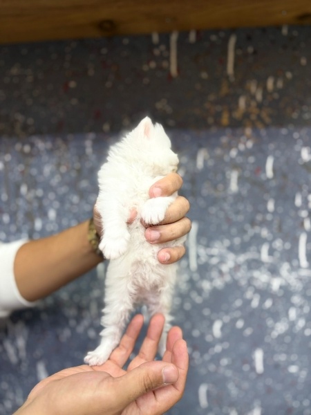 British Longhair, Kedi  Mia fotoğrafı