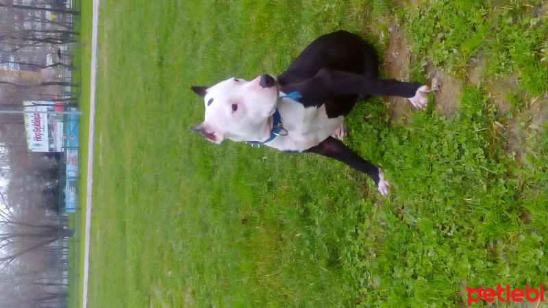 Amerikan Staffordshire Terrier, Köpek  Çarli staff fotoğrafı