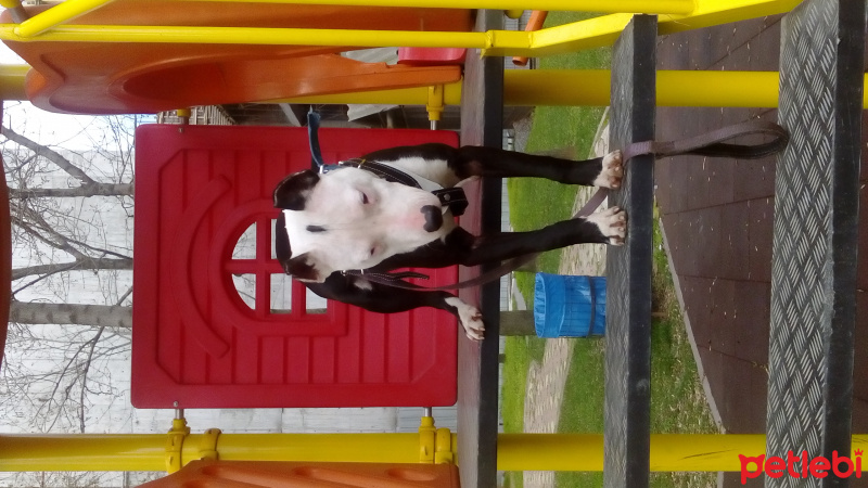 Amerikan Staffordshire Terrier, Köpek  Çarli staff fotoğrafı