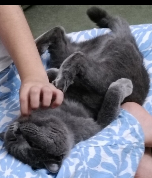 British Longhair, Kedi  Süslü fotoğrafı