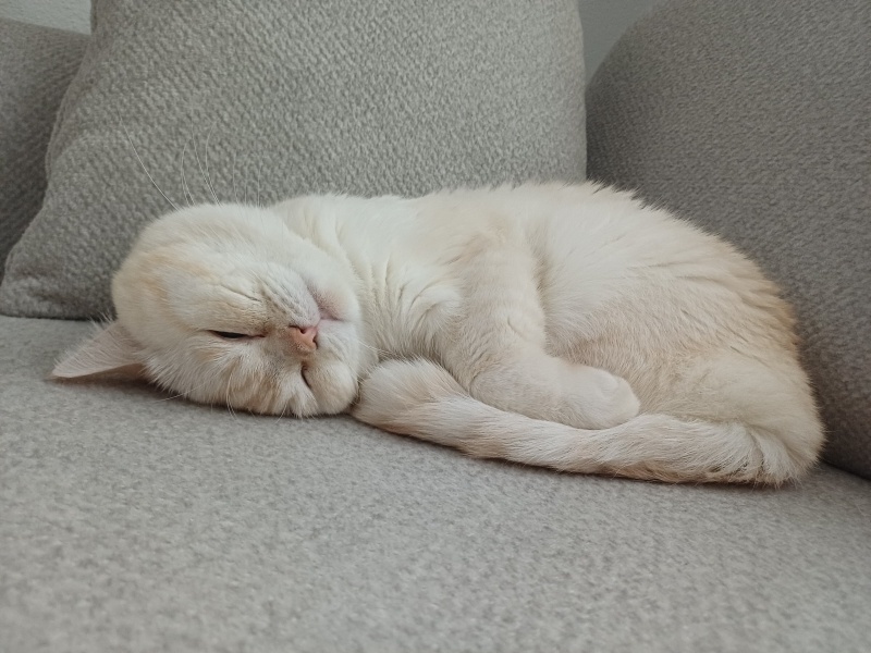 British Shorthair, Kedi  Yuki fotoğrafı
