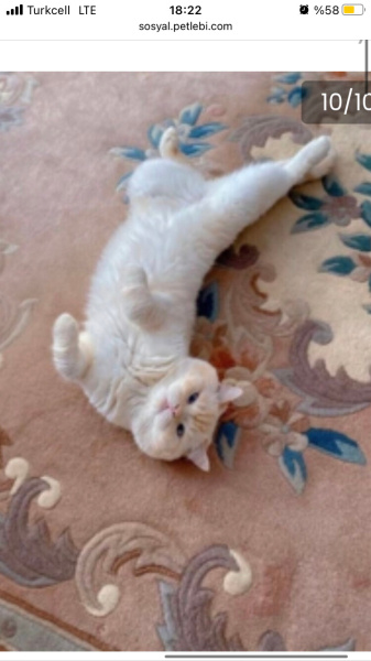 British Shorthair, Kedi  Yuki fotoğrafı