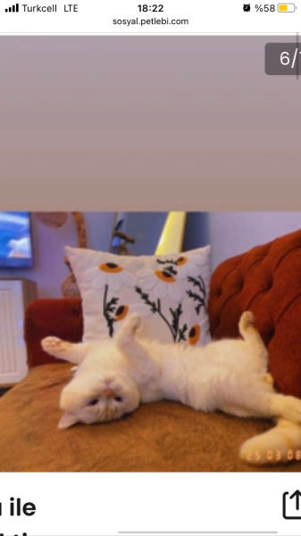 British Shorthair, Kedi  Yuki fotoğrafı