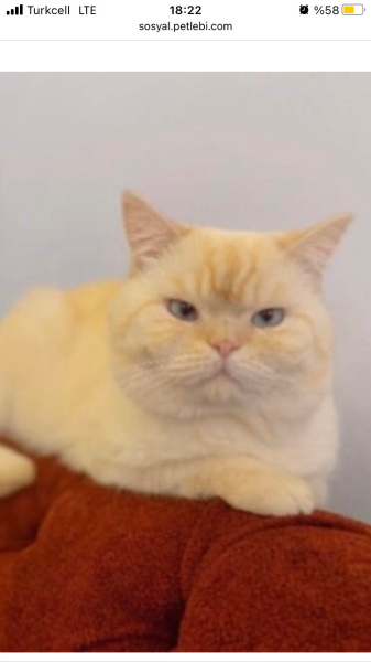 British Shorthair, Kedi  Yuki fotoğrafı