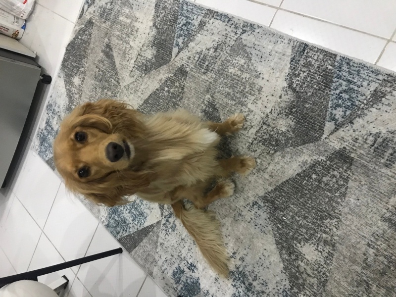 İngiliz Cocker Spaniel, Köpek  Tarçın fotoğrafı