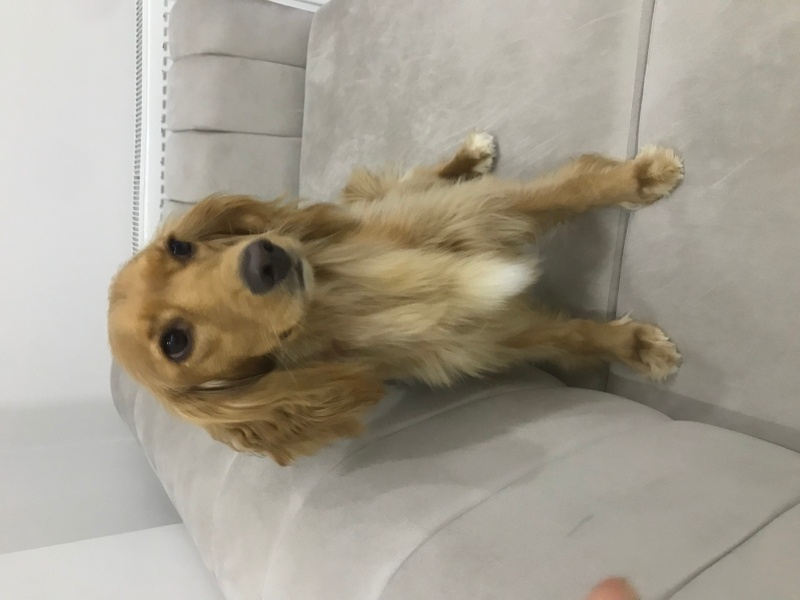 İngiliz Cocker Spaniel, Köpek  Tarçın fotoğrafı