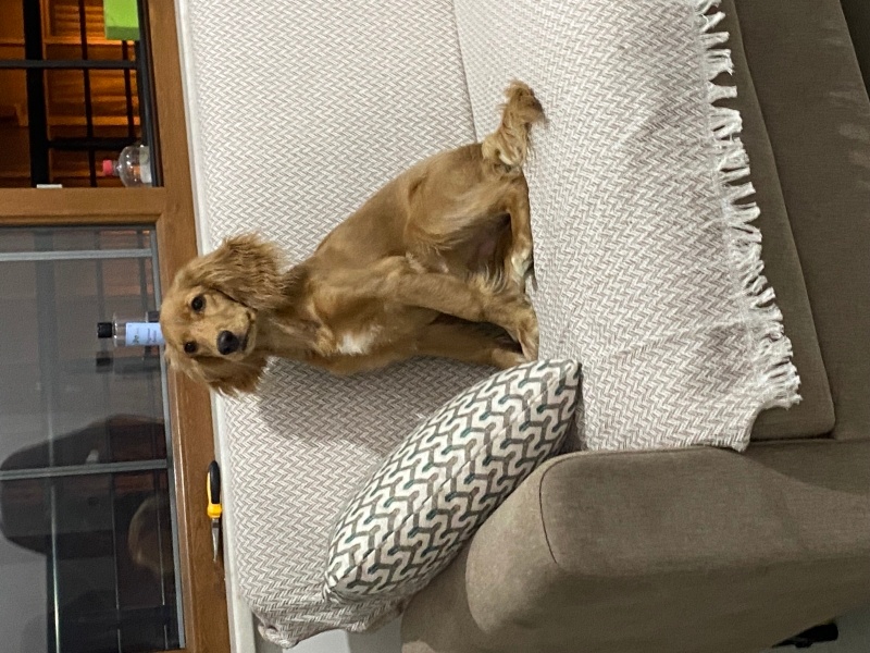 İngiliz Cocker Spaniel, Köpek  Tarçın fotoğrafı