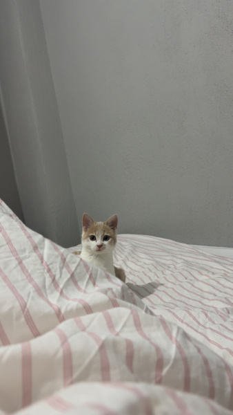 Tekir Kedi, Kedi  Leo fotoğrafı