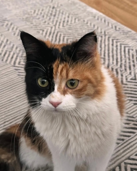 Ankara Kedisi, Kedi  Müstesna fotoğrafı