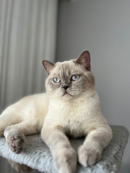 British Shorthair, Kedi  Asil fotoğrafı