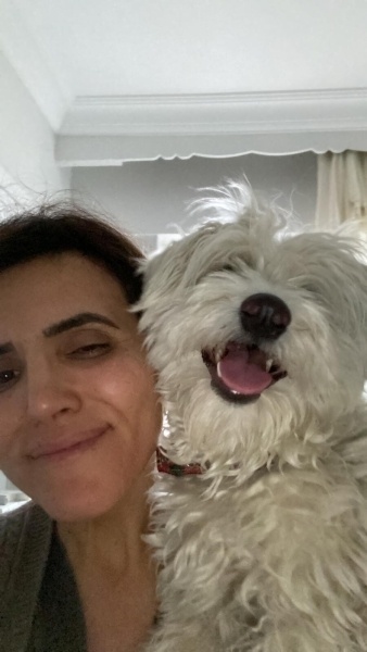 Maltese, Köpek  inci fotoğrafı