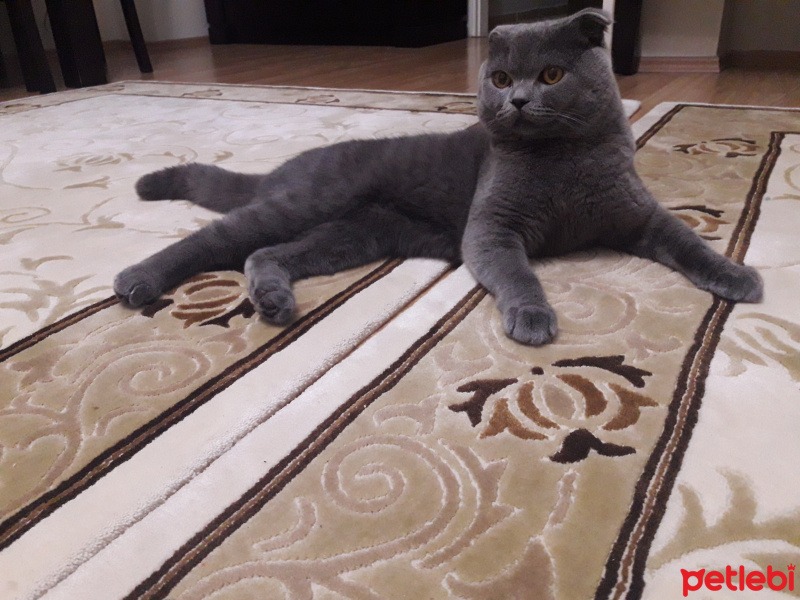 Scottish Fold, Kedi  Duman fotoğrafı
