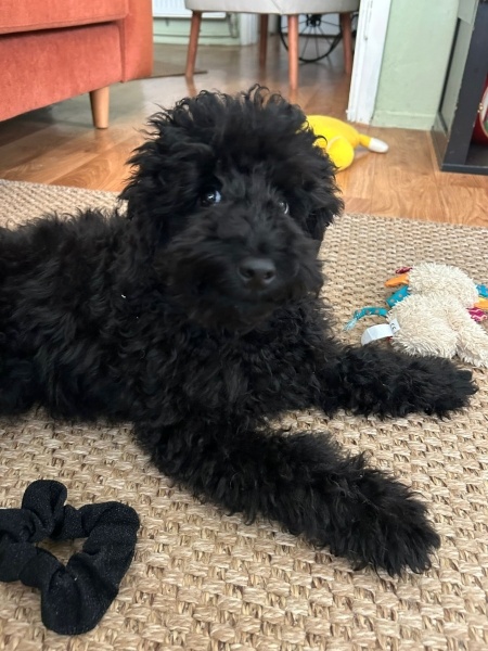 Poodle(Standart Kaniş), Köpek  Ollie fotoğrafı