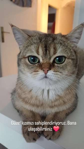 British Shorthair, Kedi  Karamel fotoğrafı