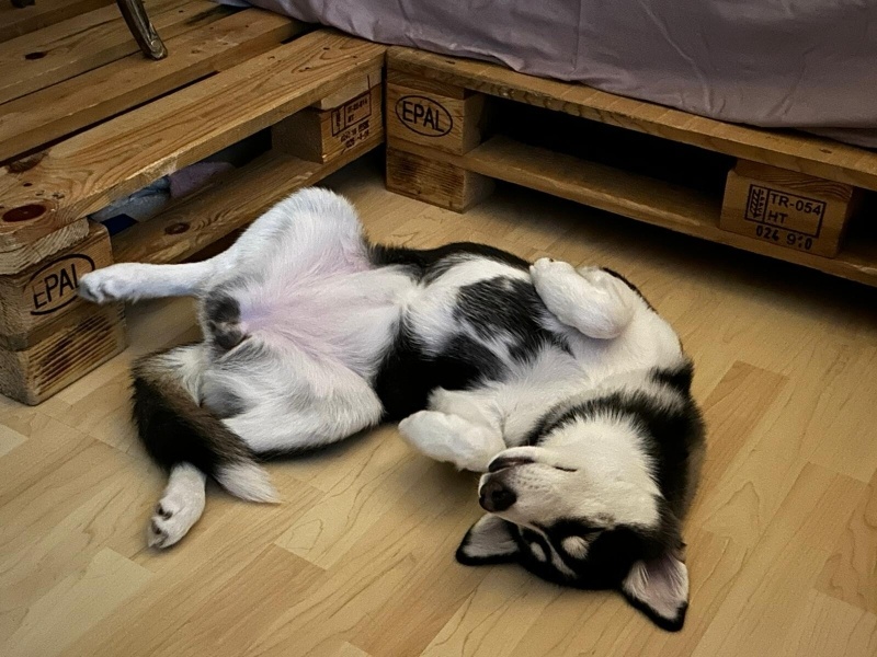 Sibirya Kurdu (Husky), Köpek  Luffy fotoğrafı