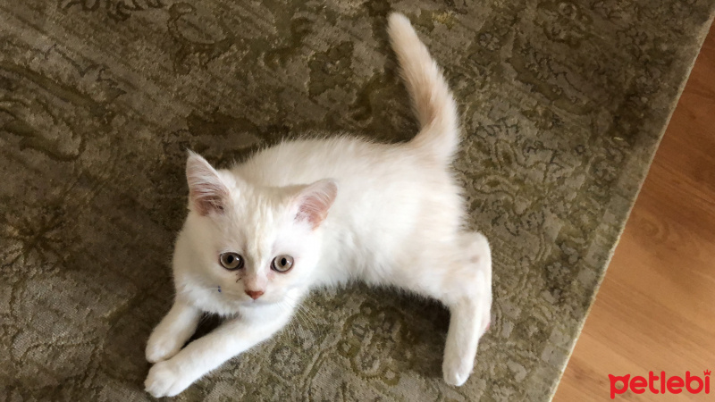 British Shorthair, Kedi  Bal  fotoğrafı