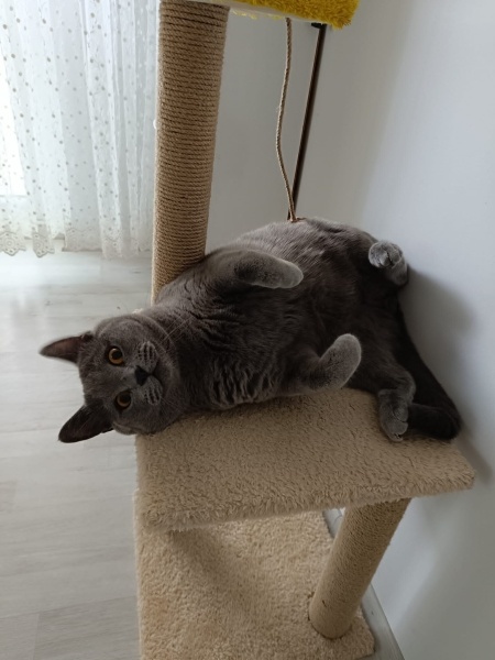 British Shorthair, Kedi  TOKYO fotoğrafı