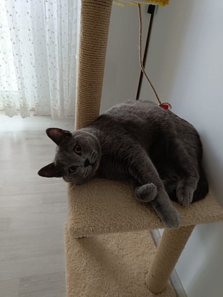 British Shorthair, Kedi  TOKYO fotoğrafı