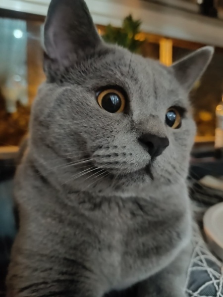 British Shorthair, Kedi  TOKYO fotoğrafı