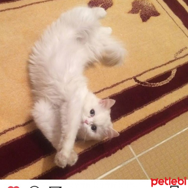 İran Kedisi (Persian), Kedi  Snow fotoğrafı