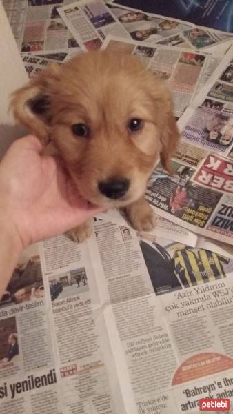 Golden Retriever, Köpek  Leo fotoğrafı