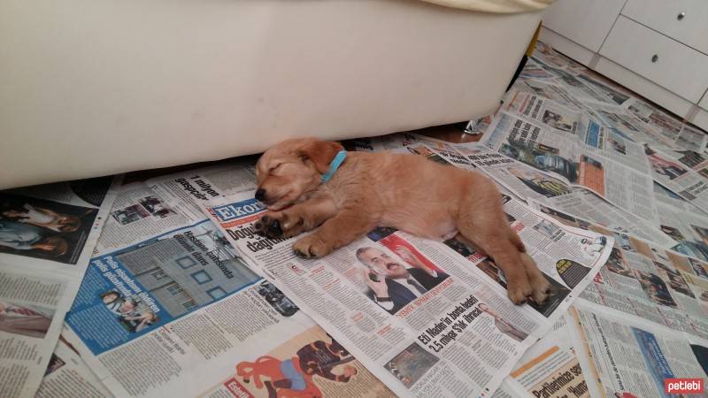 Golden Retriever, Köpek  Leo fotoğrafı